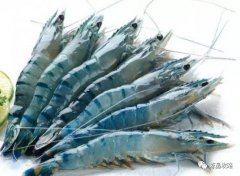 上半年越南白蝦、巴沙魚出口實現(xiàn)雙增